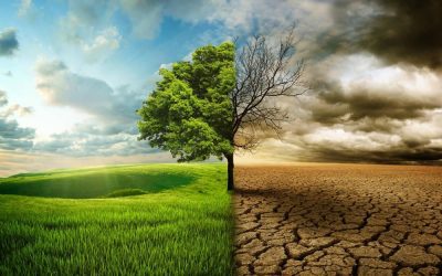 How do you make a sustainable roofing choice?